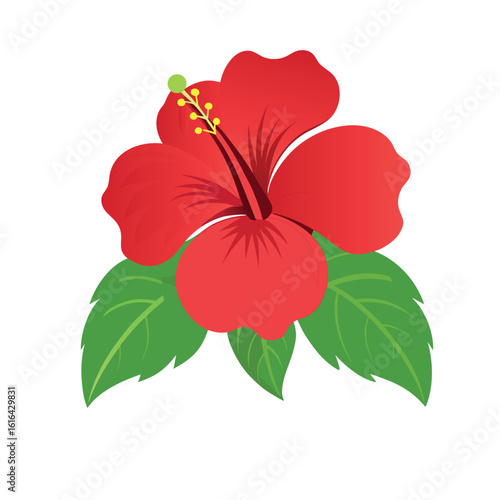 red hibiscus flower