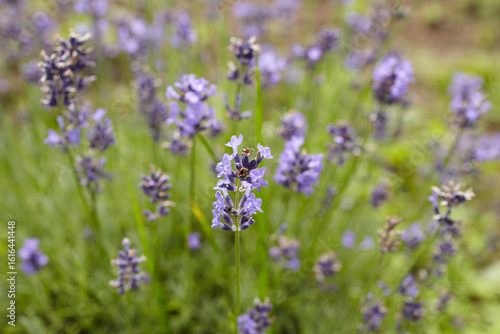 Lavender flowers blooming in a vibrant garden  showcasing delicate purple petals and lush green foliage  creating a serene and tranquil atmosphere in nature