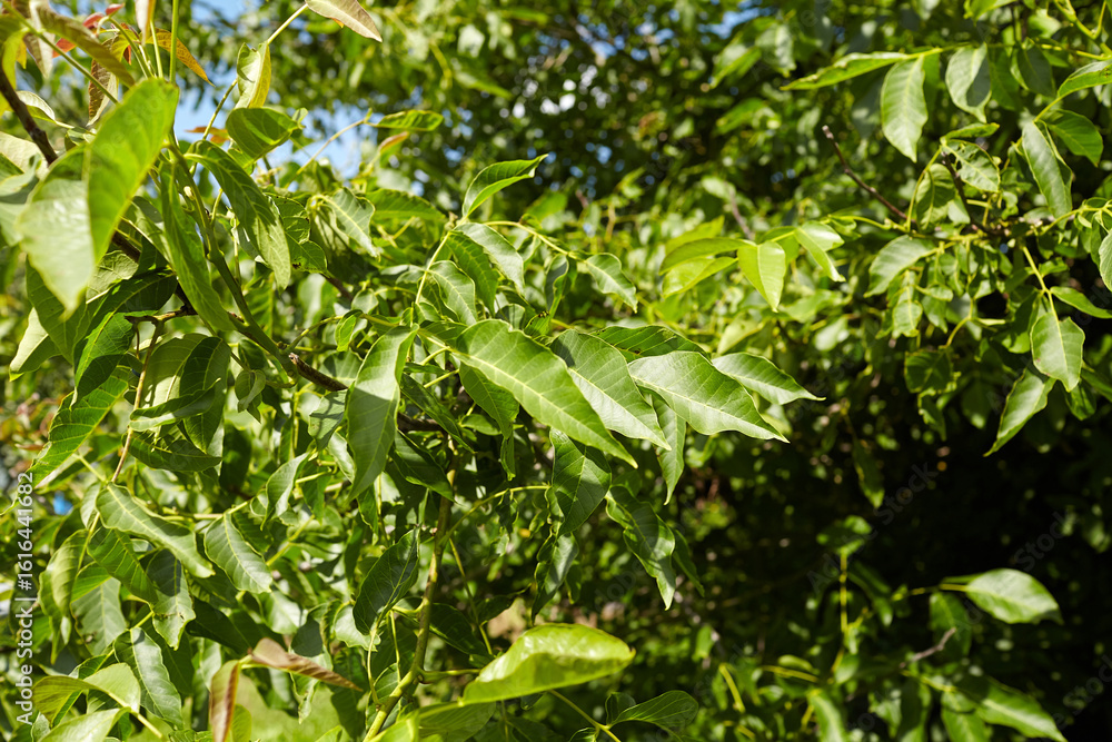 Walnut tree foliage with vibrant green leaves illuminated by sunlight, showcasing intricate leaf patterns and natural beauty in a lush outdoor environment Walnut tree foliage with vibrant green leaves illuminated by sunlight, showcasing intricate leaf patterns and natural beauty in a lush outdoor environment