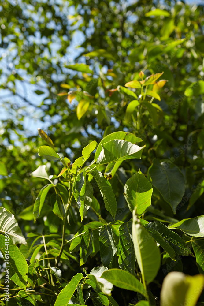 Walnut tree foliage with vibrant green leaves illuminated by sunlight, showcasing the intricate textures and natural beauty of the tree in a serene outdoor environment Walnut tree foliage with vibrant green leaves illuminated by sunlight, showcasing the intricate textures and natural beauty of the tree in a serene outdoor environment