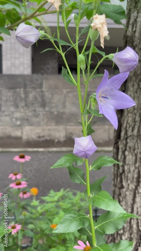 Dolly-out shot of light purple balloon flowers and buds