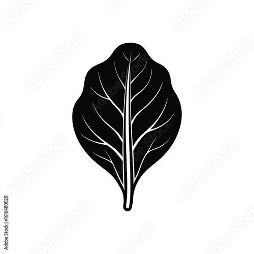spinach leaf vector illustration