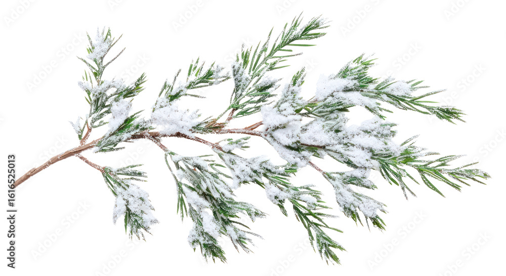 Fototapeta premium PNG Branch of pine leaves snow isolated nature.