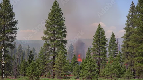View of a forest fire with tall pine trees and smoke rising into the sky during daytime scene