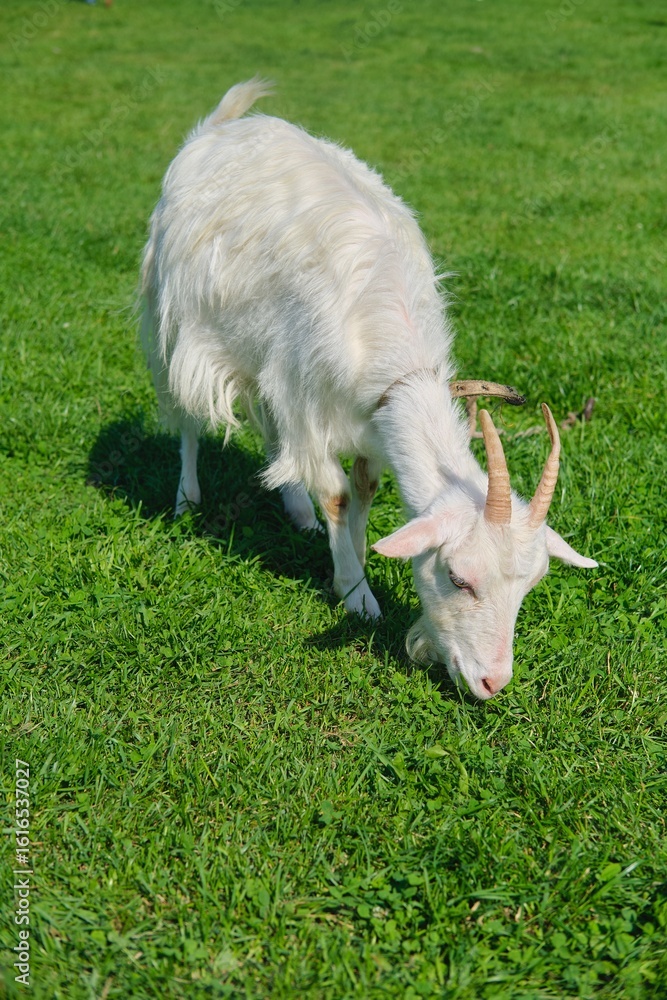 Obraz premium White horned goat grazing on a green lawn. Portrait of an animal.