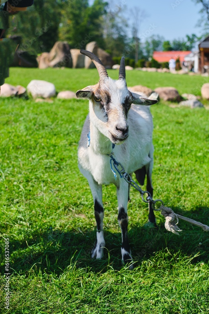 Fototapeta premium White horned goat standing on a green lawn and looking straight into the camera. Portrait of an animal.