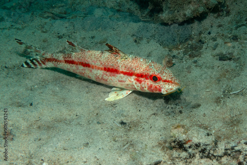 Freckled Goatfish in Perhentian Islands, Malaysia
