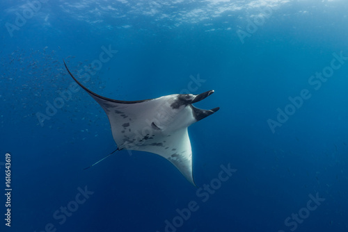 Giant Oceanic Manta Ray in the Galapagos