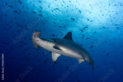Scalloped Hammerhead Shark in Galapagos