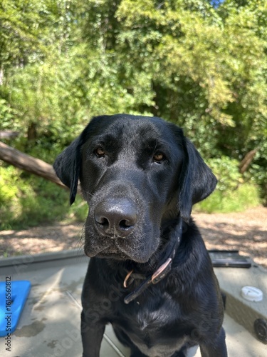 Close up of a young black Labrador retriever looking at the camera with a sweet, calm expression with a forest background