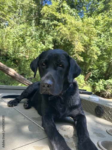 black labrador retriever puppy looking at the camera with a calm expression, laying down with a lush forest background