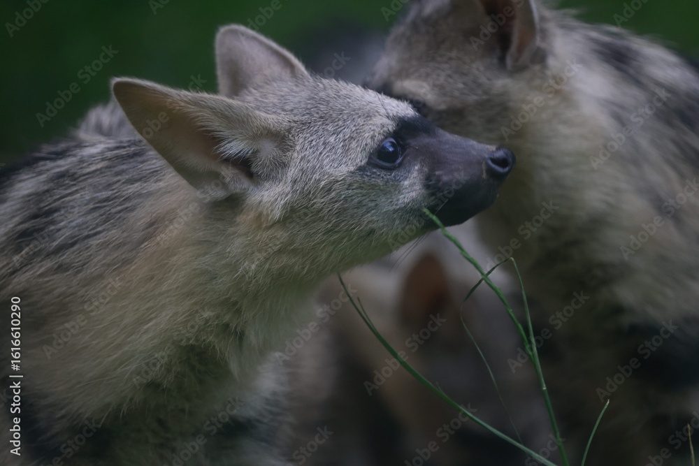 Obraz premium Aardwolf Maned Hyena