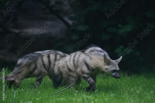 Aardwolf Maned Hyena