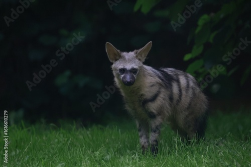Aardwolf Maned Hyena