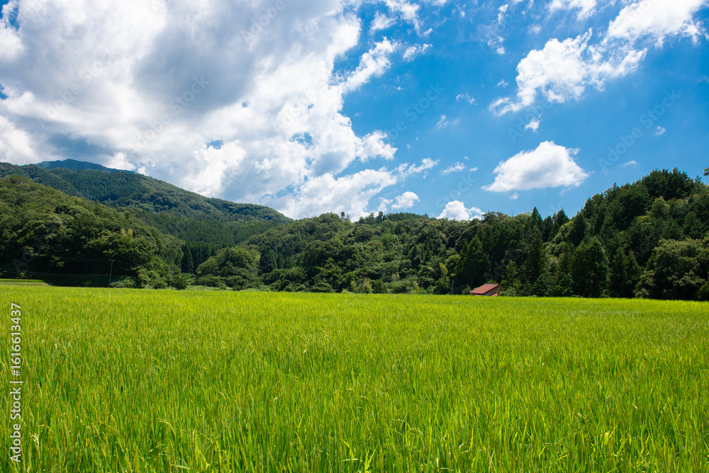 Obraz premium 里山の棚田