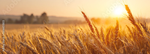 A breathtaking view of a golden wheat field at sunset, with the sun's warm rays illuminating the ripe stalks. This image captures the essence of a bountiful harvest, natural beauty, peaceful serenity
