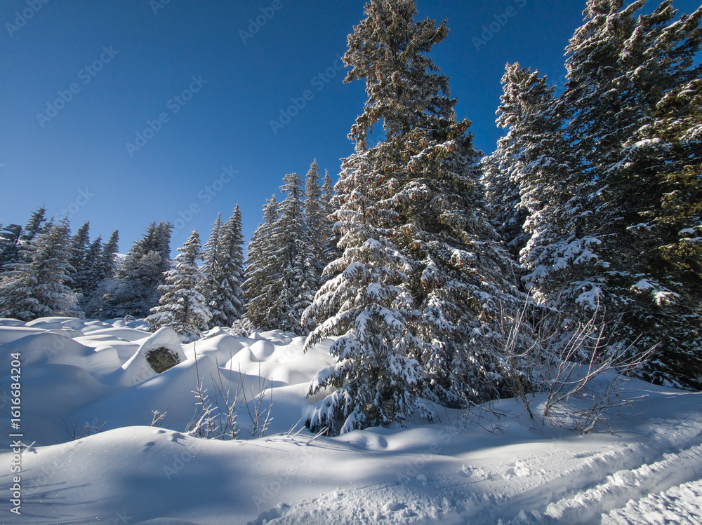 Winter Landscape of Vitosha Mountain, Bulgaria Winter Landscape of Vitosha Mountain, Bulgaria