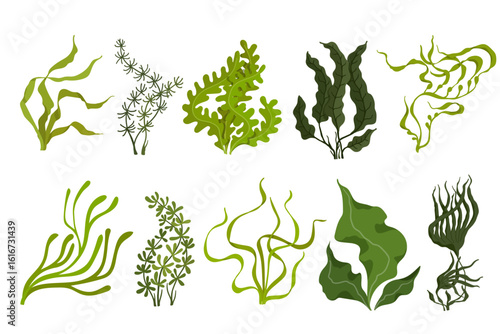 Collection of green seaweed.Colorful botanical elements.Vector graphics.