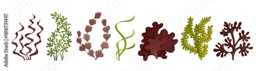 Collection of green and brown seaweeds.Colorful botanical elements.Vector graphics.