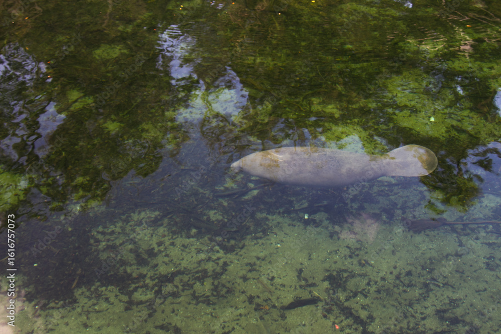 Fototapeta premium Manatee Swimming Below the Surface in Natural Spring – Florida, USA