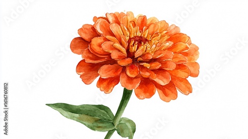 Vibrant Orange Zinnia Flower Watercolor Illustration Isolated on White Background