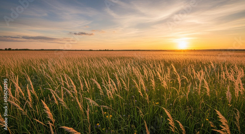Golden sunset illuminates vast field of swaying grasses under a painted sky