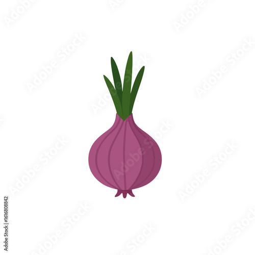 red onion vector illustration