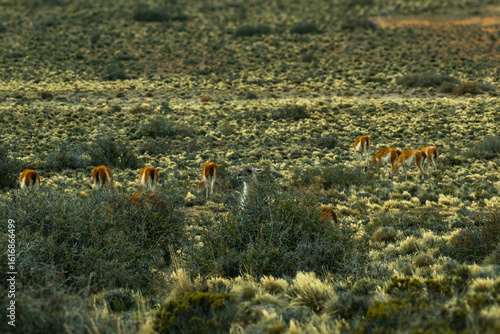 Wild guanacos across the Patagonian Steppe