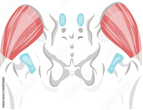 gluteus medius