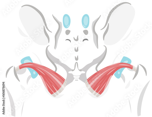 obturator internus