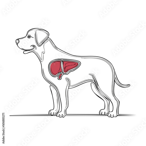 Dog anatomy illustration with the liver highlighted in color, medical concept.