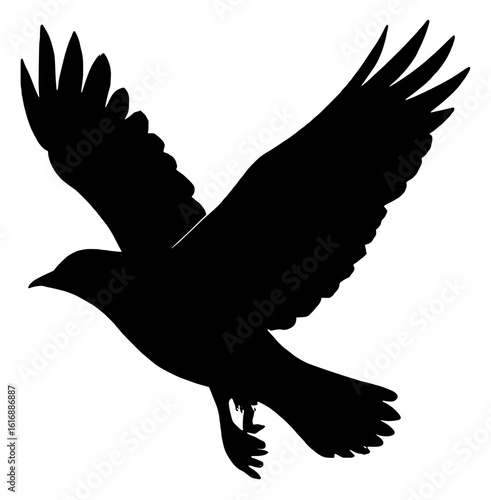 Silhouette of a soaring bird with outstretched wings