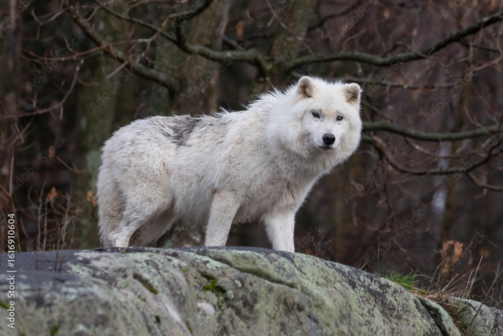 Arctic Wolf on Rocky Ledge – Canis lupus arctos Wildlife Photography Arctic Wolf on Rocky Ledge – Canis lupus arctos Wildlife Photography