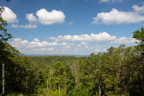 landscape with trees