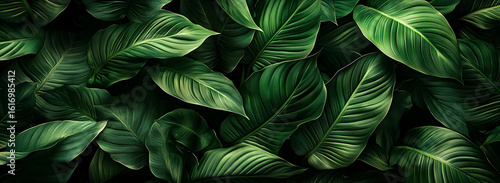 Wallpaper Mural Lush green tropical leaves background Torontodigital.ca