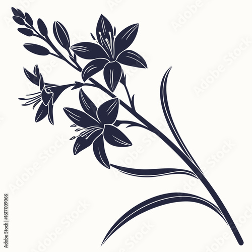 black and white ixia corn lily