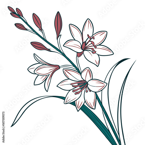 vector illustration of a ixia corn lily
