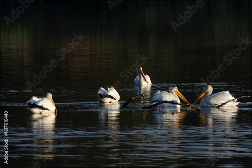 American Pelicans