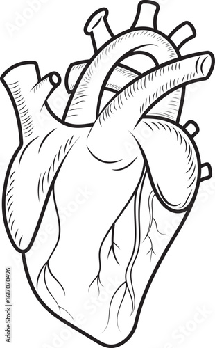 Ilustración detallada en blanco y negro de un corazón humano, perfecta para proyectos médicos y educativos.