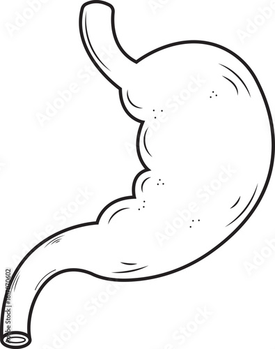 Ilustración detallada en blanco y negro del estómago humano.