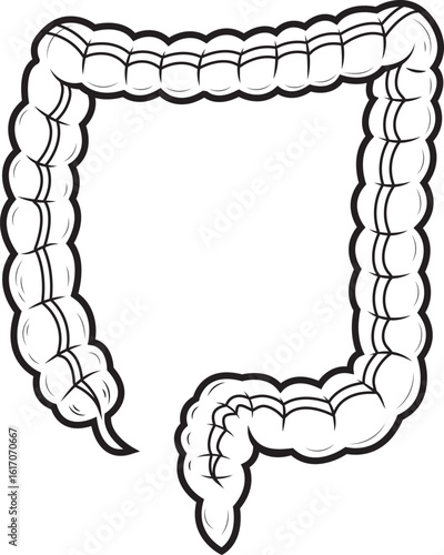 Ilustración detallada en blanco y negro del colon humano.