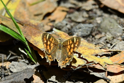 MARIPOSA