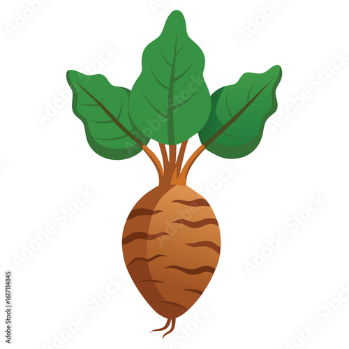 Illustration of a single fresh beet with green leaves isolated on white background
