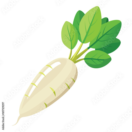 Fresh daikon radish with green leaves isolated on white background
