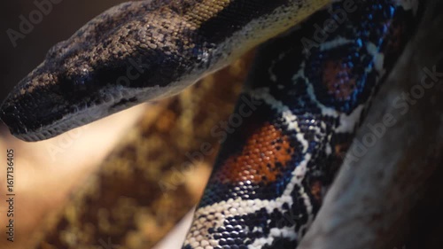 Boa constrictor or, python snake crawling by on a rock with close up of the head tongue