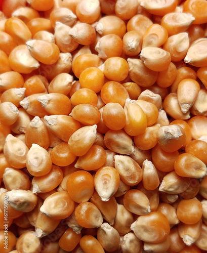Close up of popcorn maize. Type of flint corn unique in its ability to pop. Full frame of group of yellow pop corn maize.