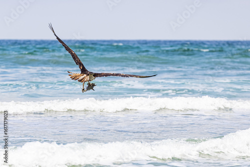 Osprey flying over crashing waves with prey La Jolla California 2025
