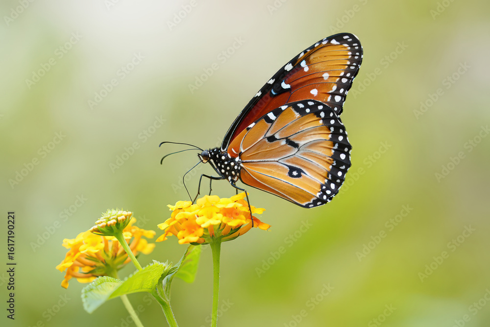 Monarch Butterfly Gracefully Perched on a Delicate Yellow Flower Sipping Nectar in a Serene Garden Setting A Captivating Glimpse into the World of Insects Monarch Butterfly Gracefully Perched on a Delicate Yellow Flower Sipping Nectar in a Serene Garden Setting A Captivating Glimpse into the World of Insects