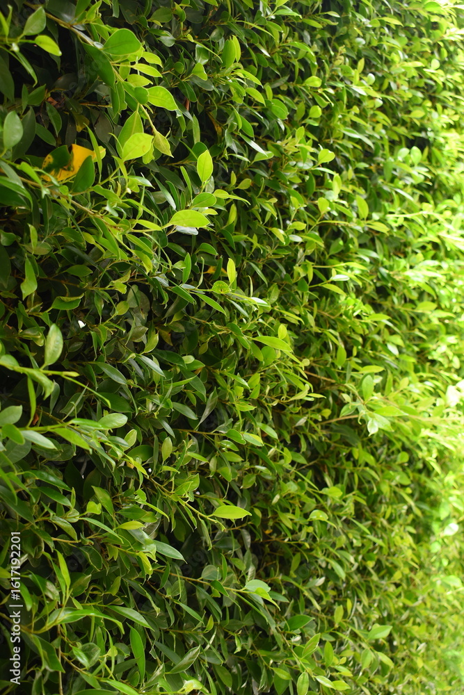 Naklejka premium green leaf fence in the garden, natural background in springtime