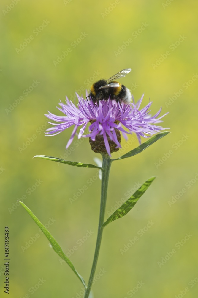 Brown knapweed (Centaurea jacea) with dark earth bumblebee (Bombus terrestris), Emsland, Lower Saxony, Germany Brown knapweed (Centaurea jacea) with dark earth bumblebee (Bombus terrestris), Emsland, Lower Saxony, Germany